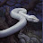 R'lyeh the Dead avatar