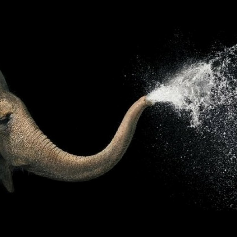 How Much Do Elephants Weigh YouTube