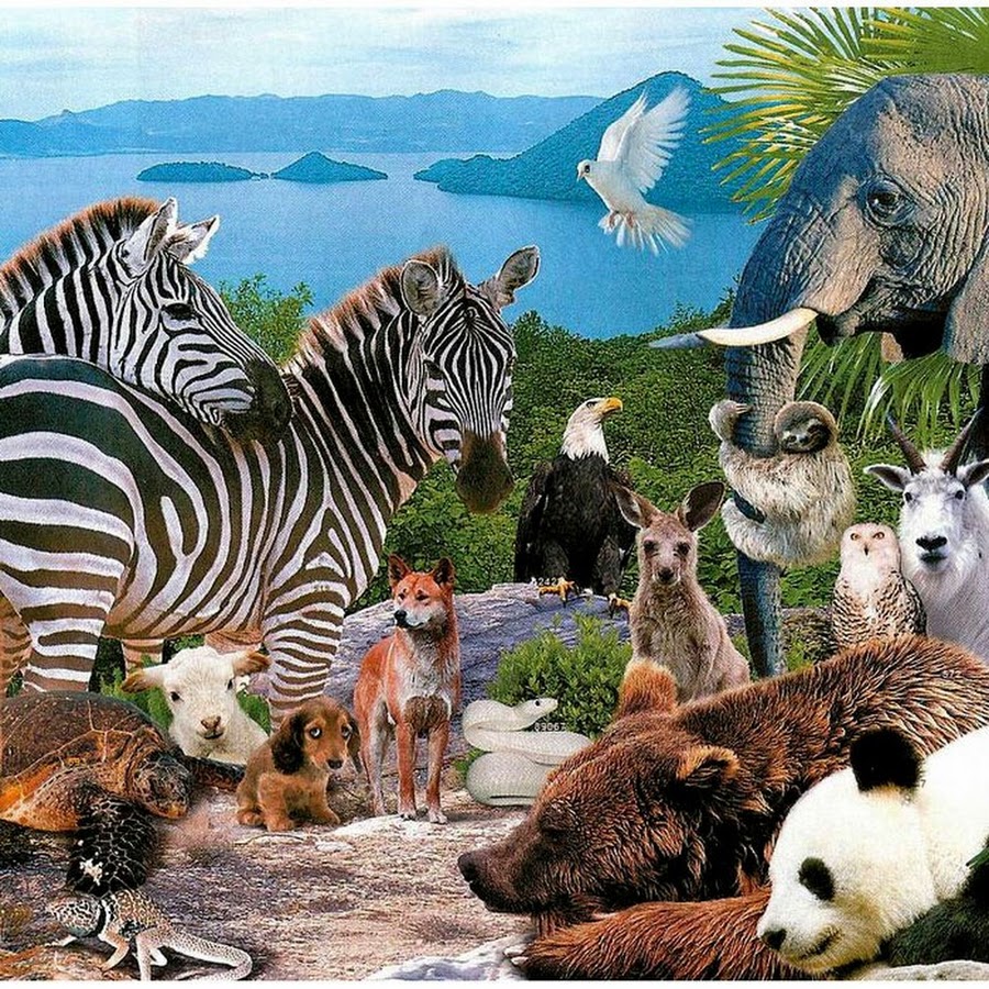 Как выучить животных. Познаем животных. Познаем мир. Задания для детей с домашними животными. Куликовская т.