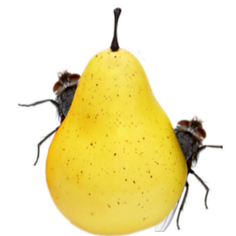 Pear Flies YouTube