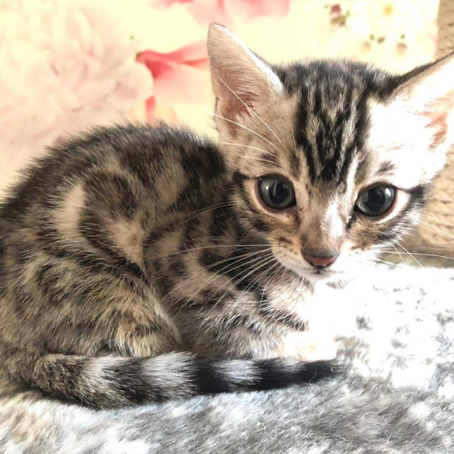 Bambu The Bengal Kitten - YouTube