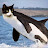 an orcat avatar