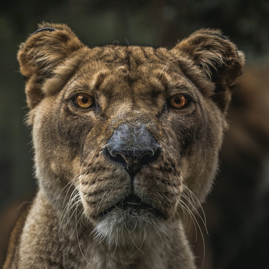 Alexandru Stanciu - YouTube