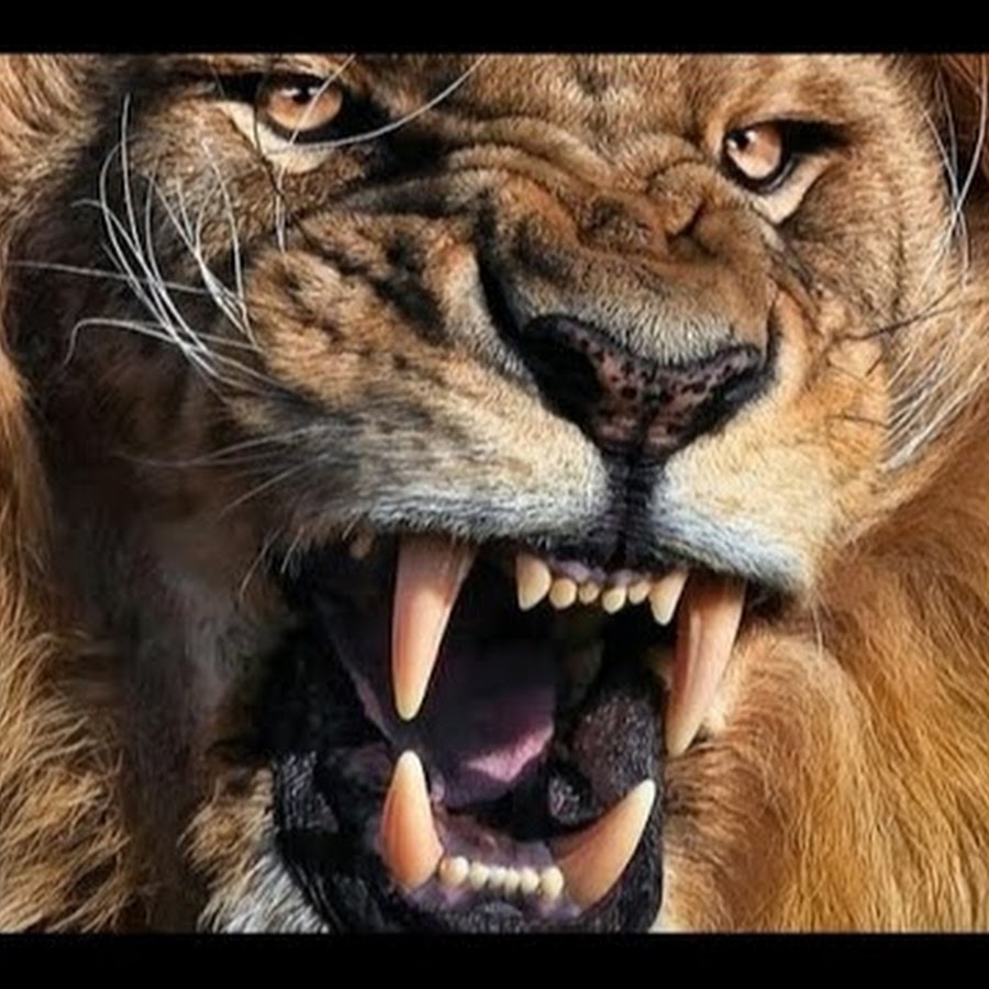 Wild Animals YouTube