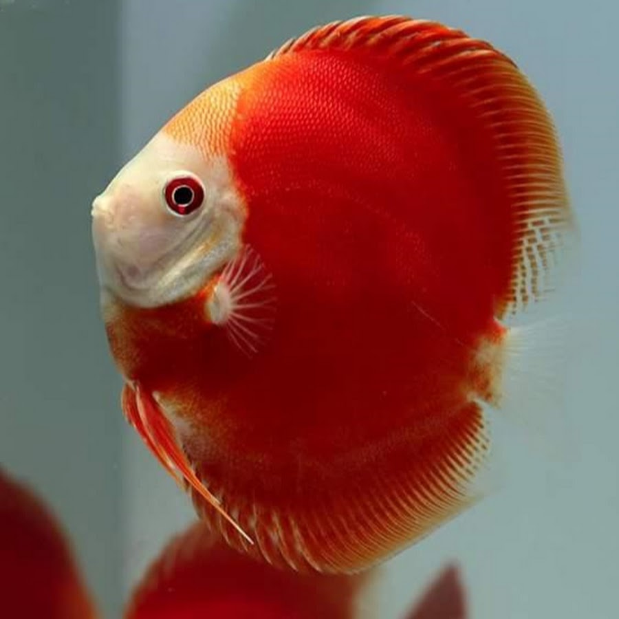 Benni Alimoradi - YouTube