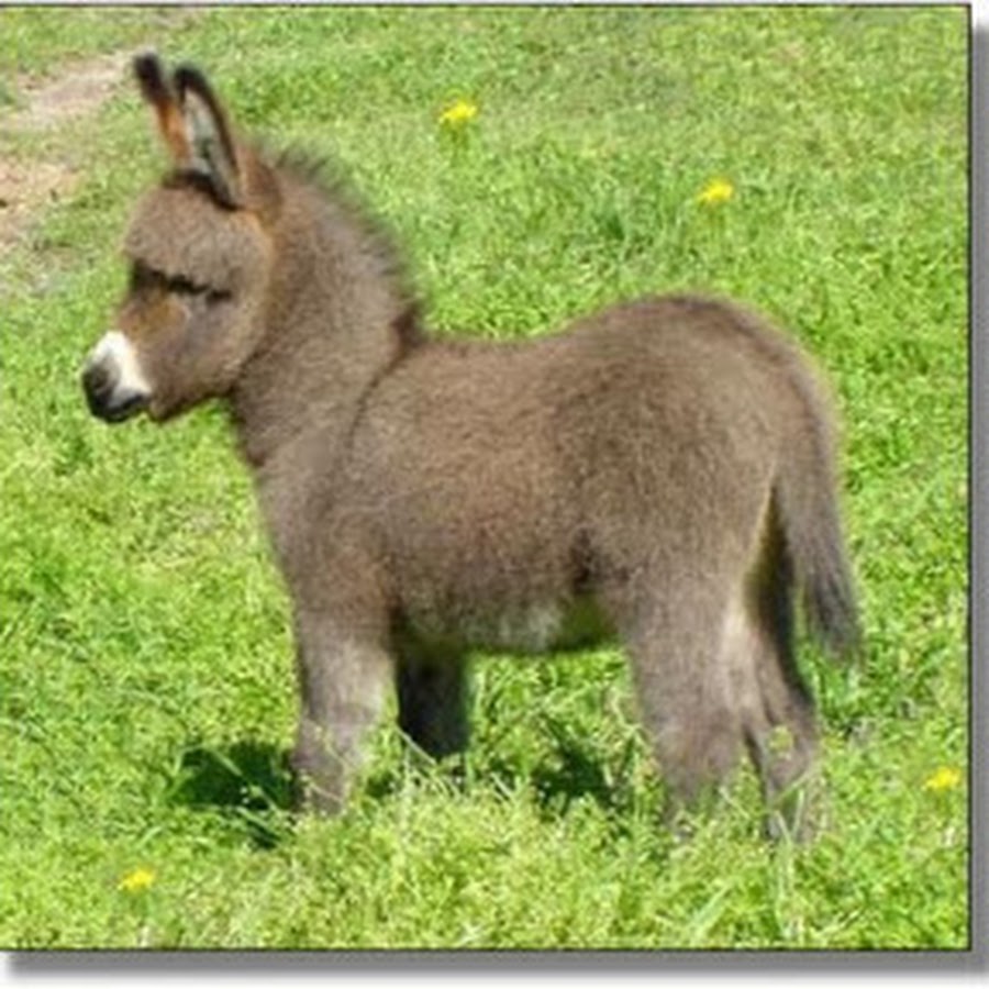 Animal Meeting - YouTube