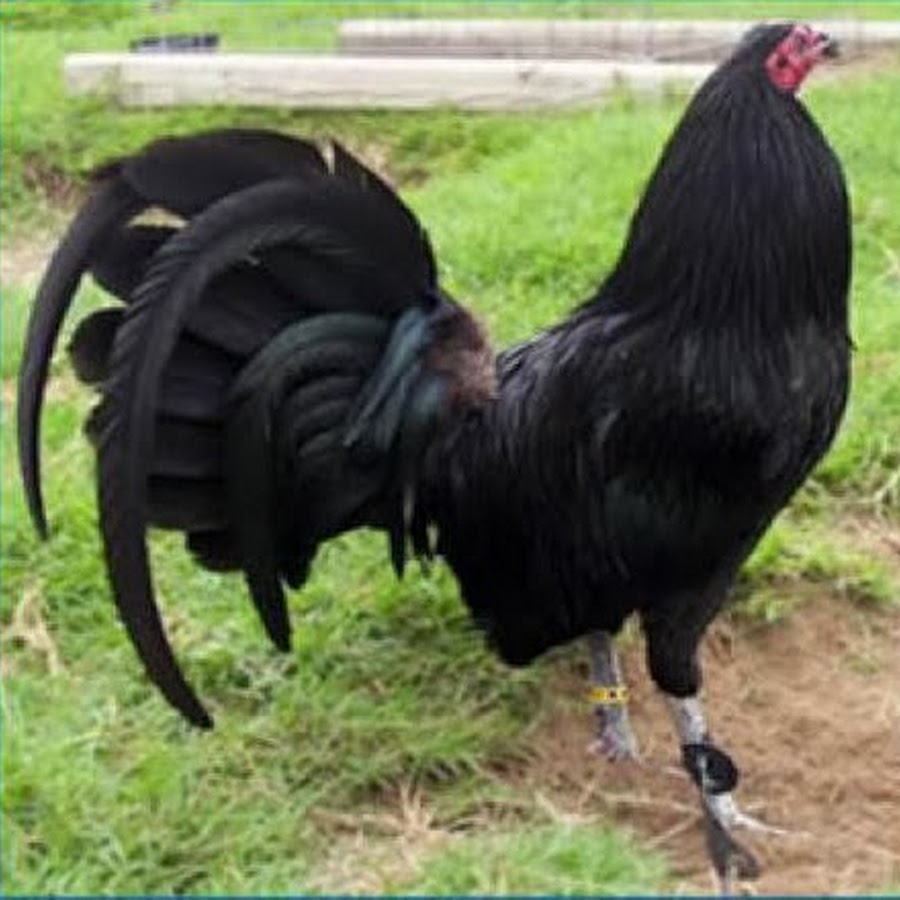 cria de gallos ags YouTube