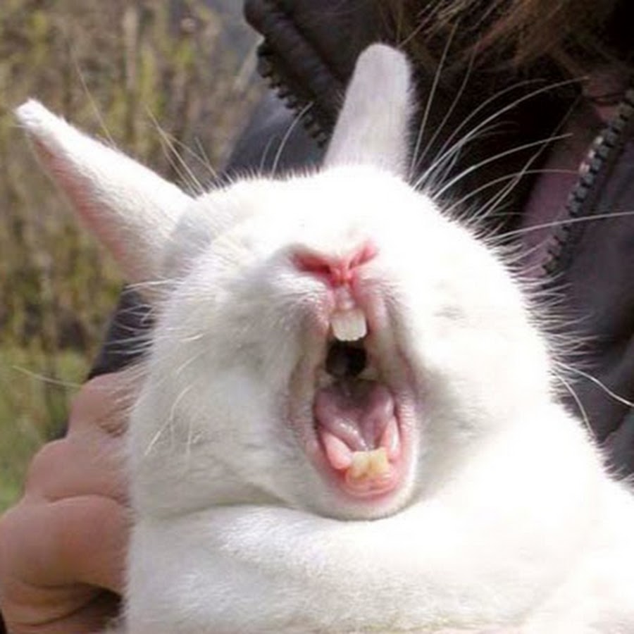 Crazy Funny Bunny YouTube