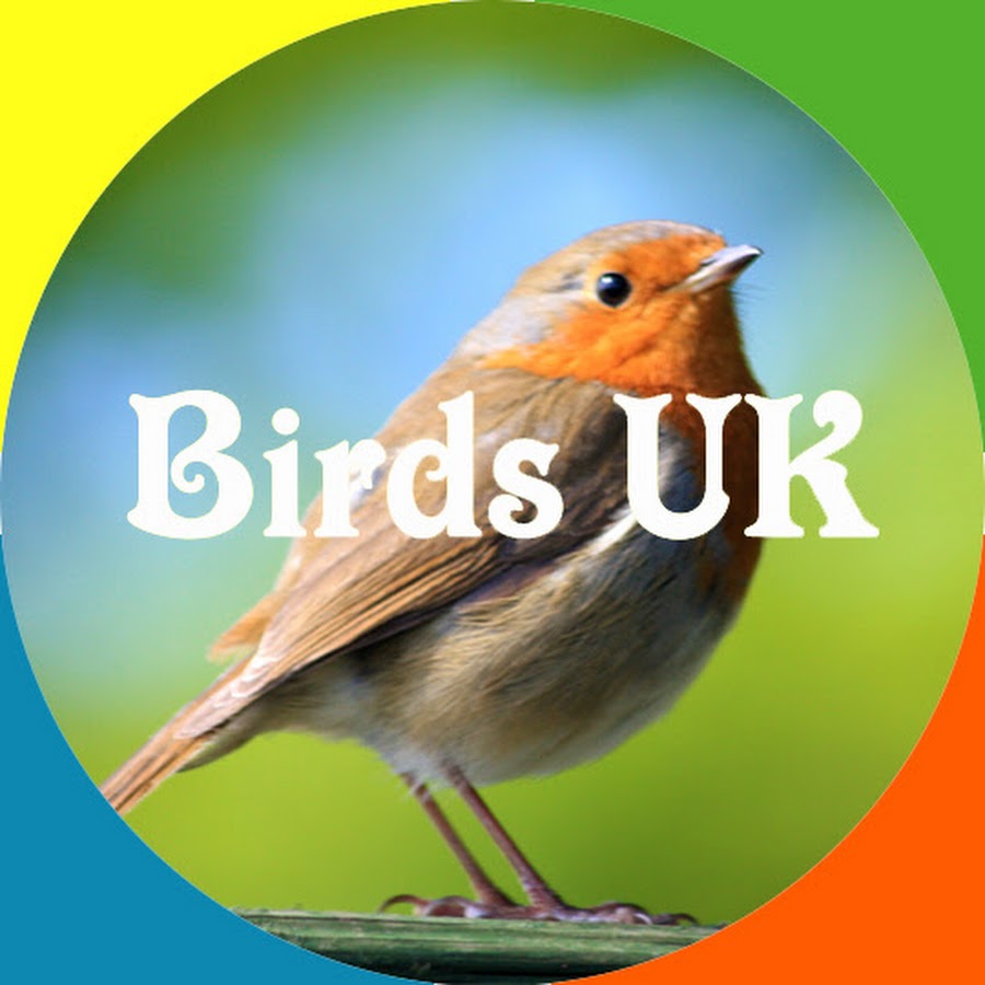 Simbird - Birds and Wildlife UK 