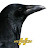 Storm Crow56 avatar