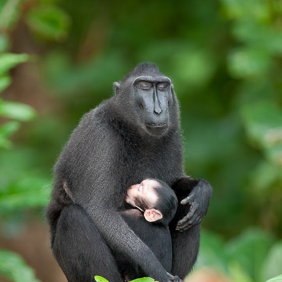 Selamatkan Yaki - YouTube