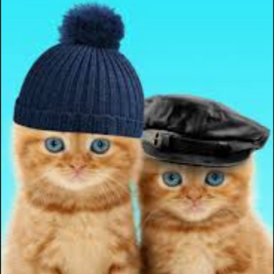 включи смешные котики разговаривающие. включи смешные котики разговаривающие. забавные ролики про котов. два кота. включи смешные котики разговаривающие.