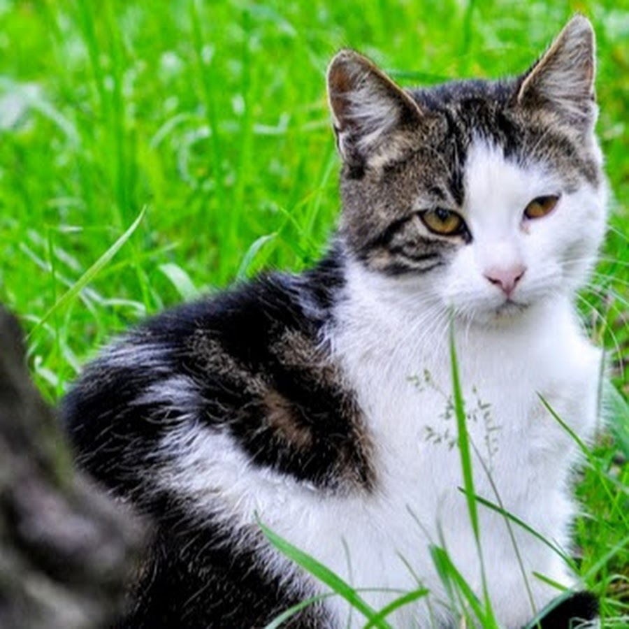 Angry Cat 
