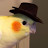 Professor Cockatiel avatar