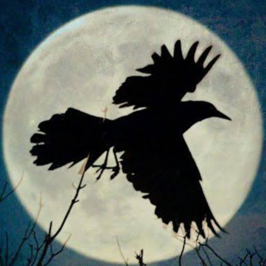 Night Crow YouTube