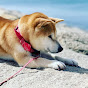 柴犬小春Kohachannel
