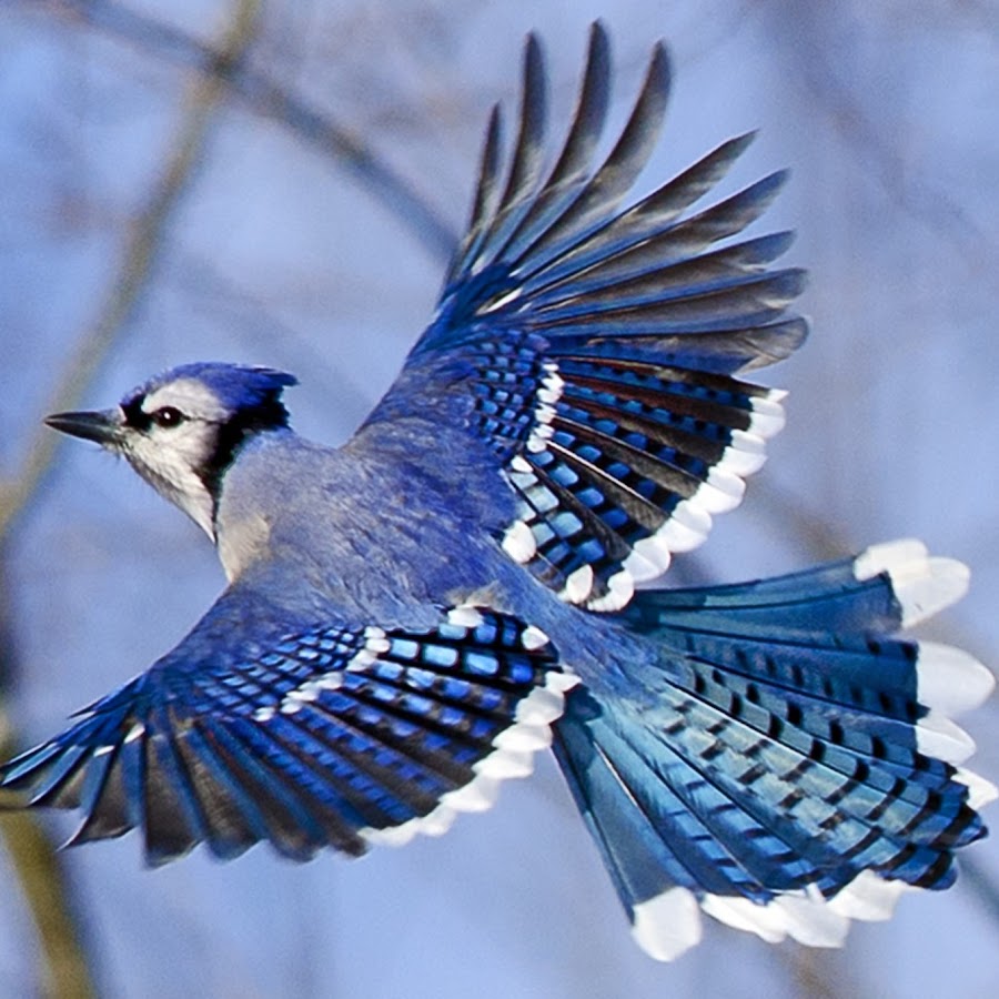 Blue Jay - YouTube