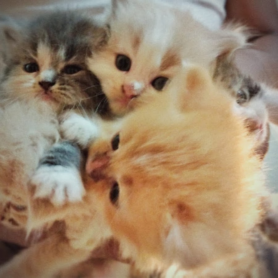 diodi movid - YouTube