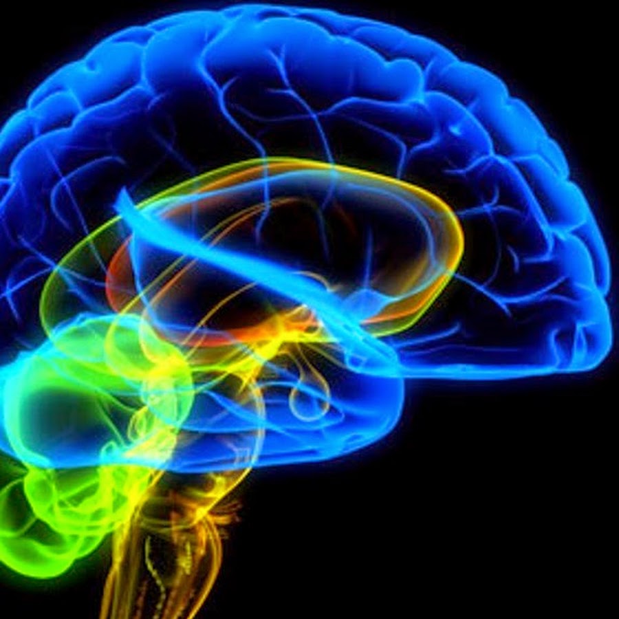 Brain blast. Нейропластичность мозга. Влияние физических упражнений на мозг. Нейромаркетинг.