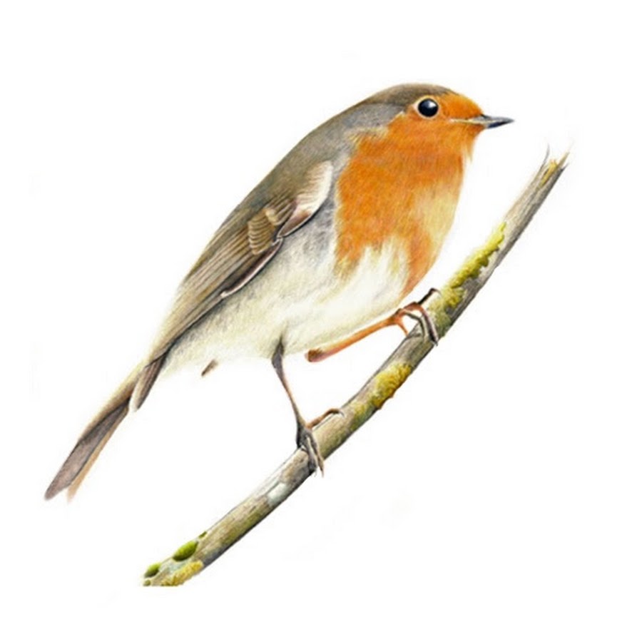 Paul Miller Wildlife Art - YouTube