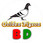 Golden Pigeon BD