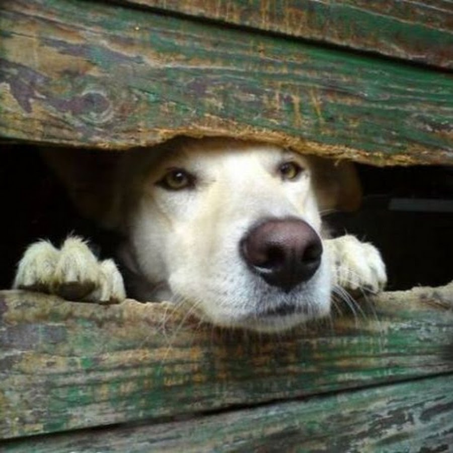 простые любопытные. простые любопытные. просто интересно сколько я еще выдержу. простые любопытные. любопытный ребенок.