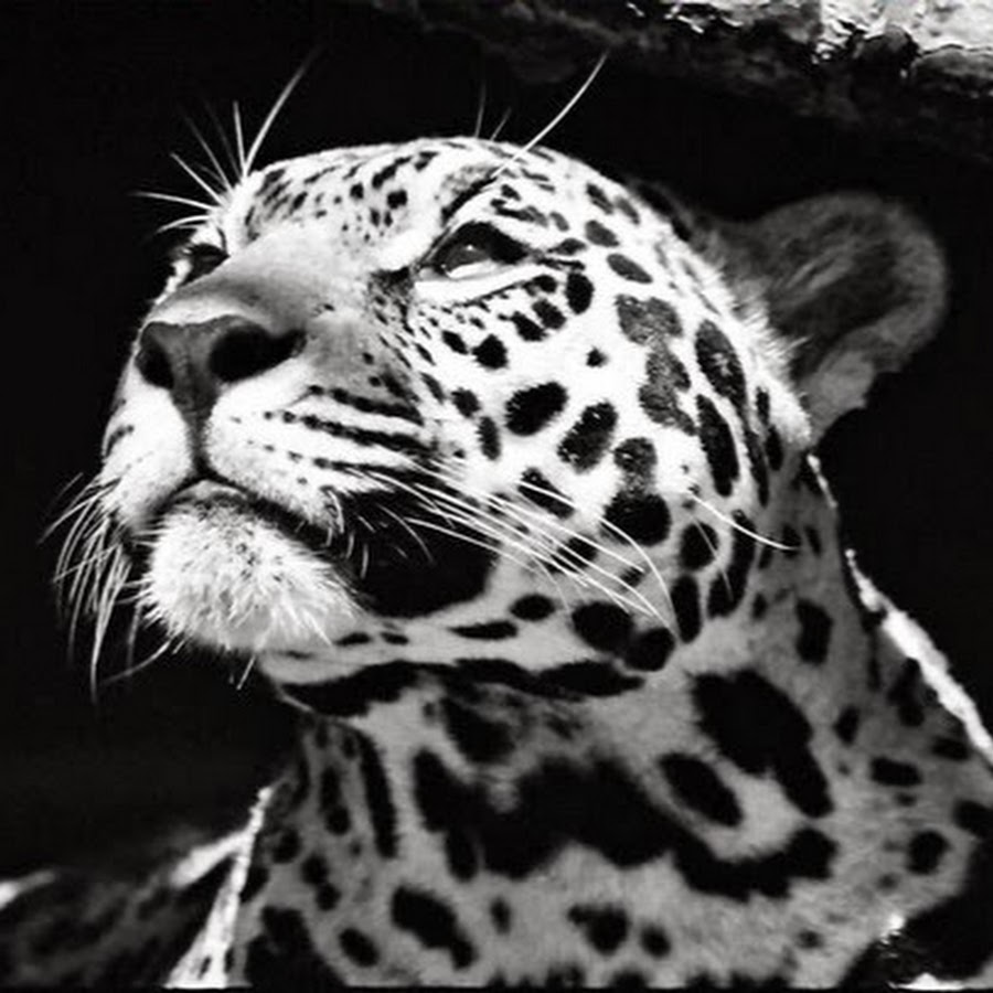 White Jaguar YouTube