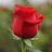 Red Rose