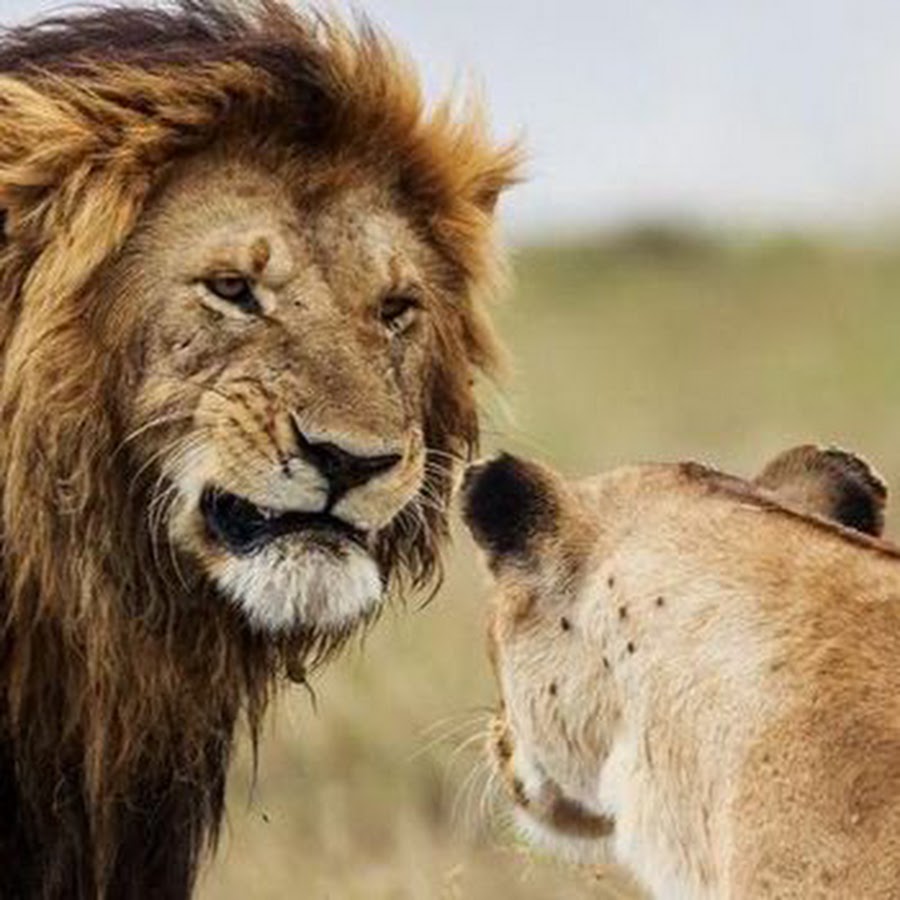 Animals Fights HD YouTube