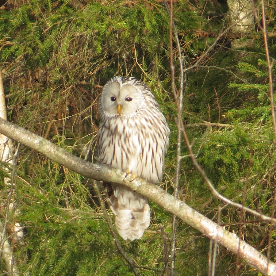 Natuurbeeld85 