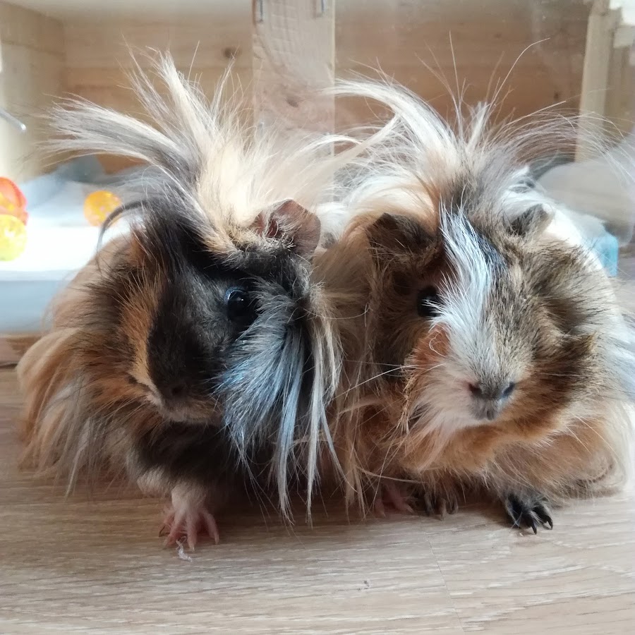 Guinea Pig TR - YouTube