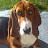 ErasmusBasset avatar