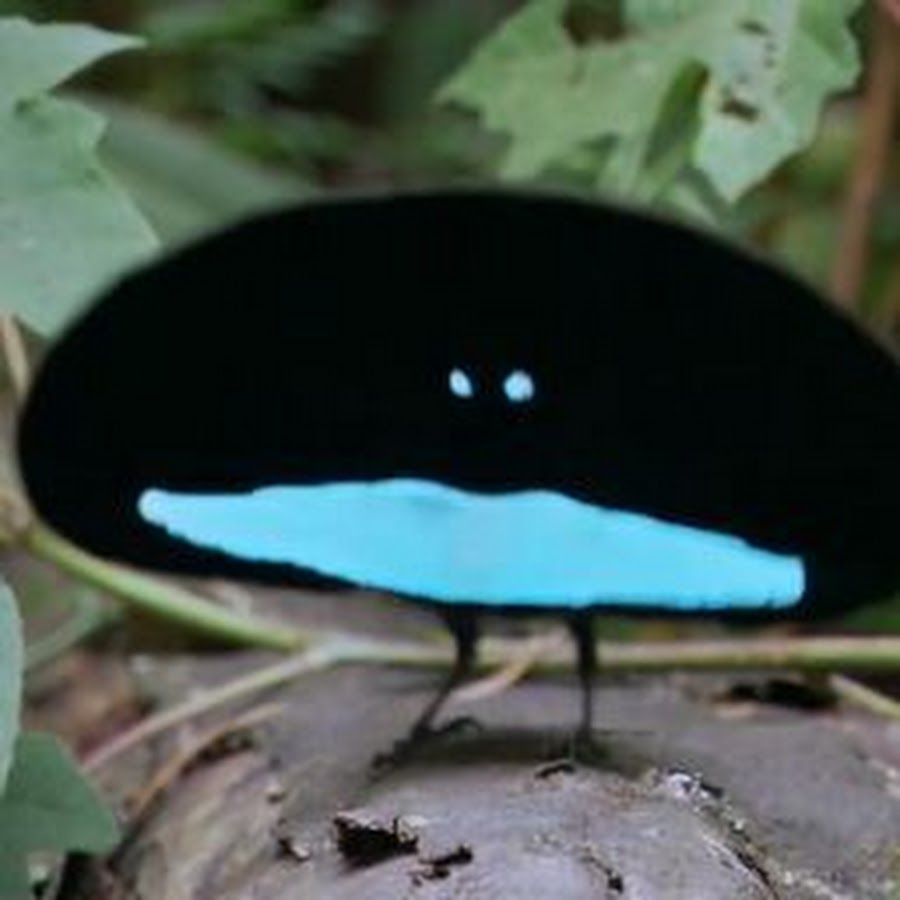 カタカケフウチョウ YouTube