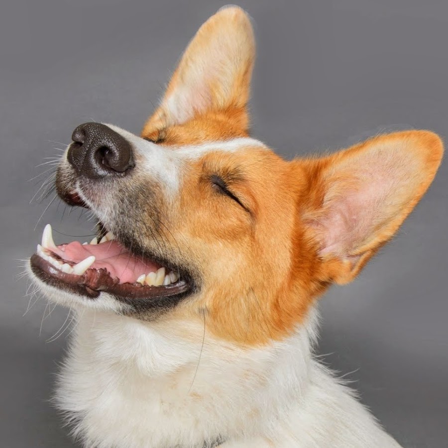 WAC_Shelter (Wyandotte Animal Adoption Center) YouTube