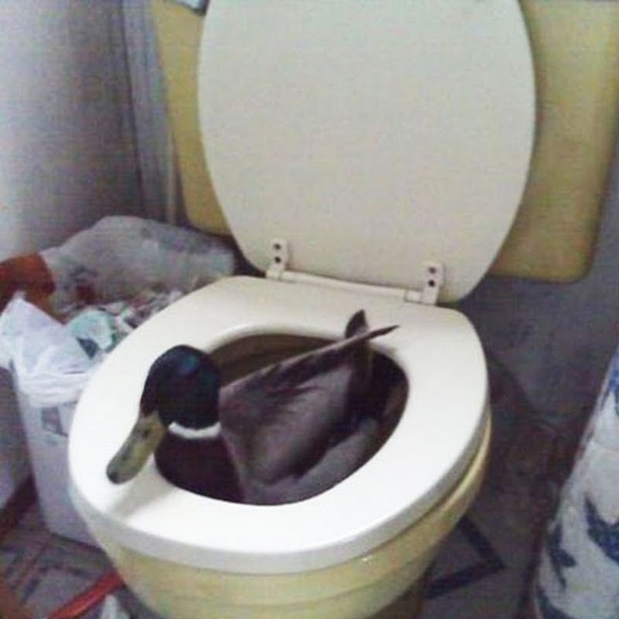 Уточка для туалета. Подача судна и мочеприемника тяжелобольному. Утка туалет. Утенок для туалета. Гусь какает.