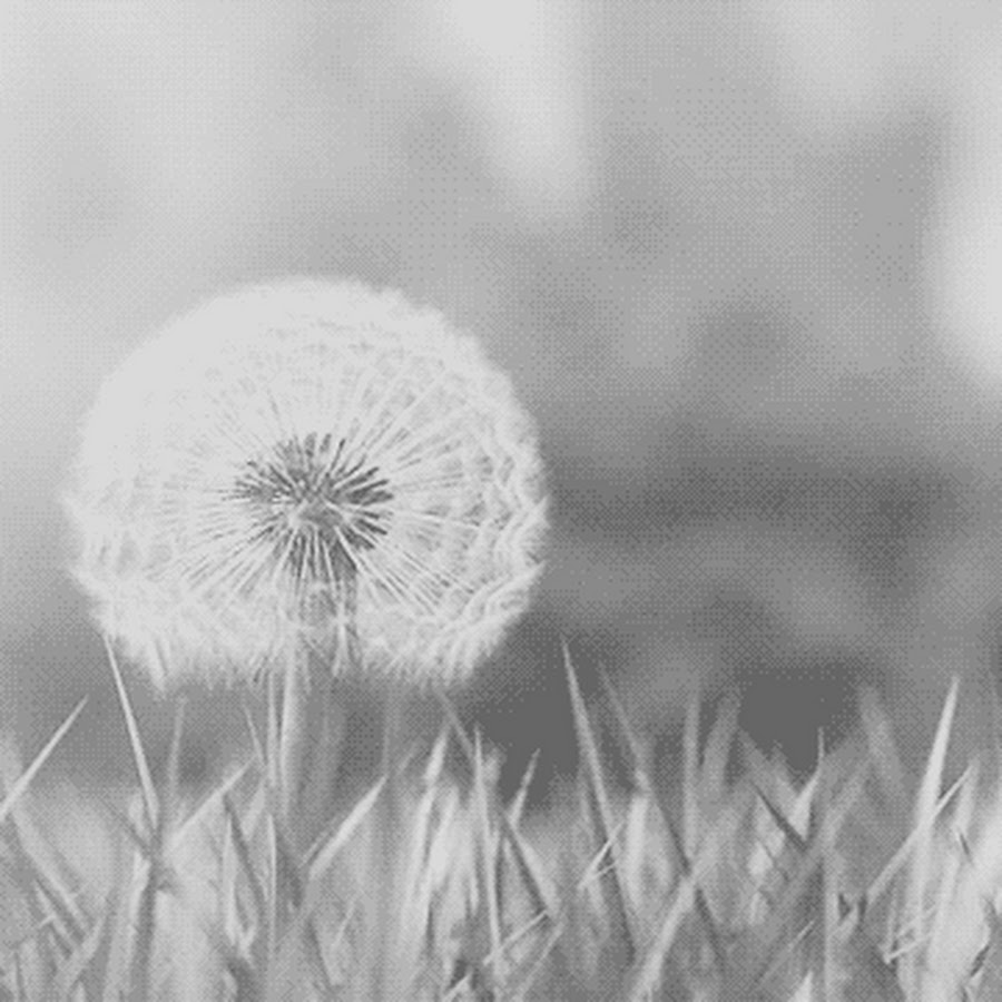 Картинки цветок пробивается