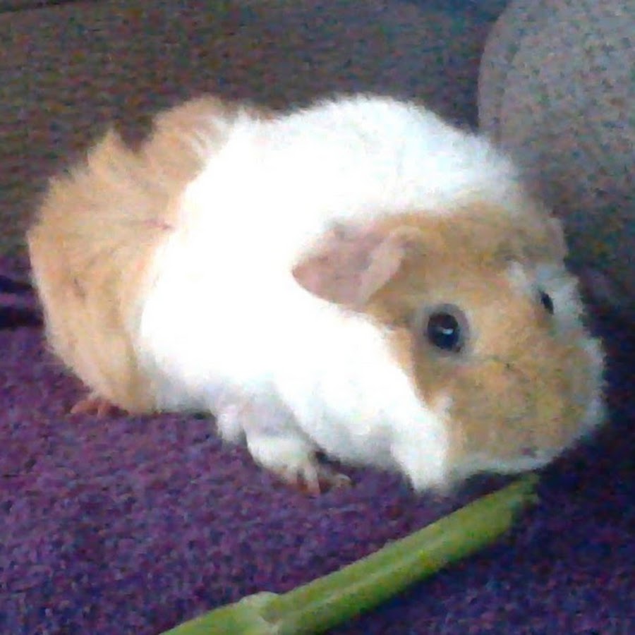 Guinea Pig Care For Beginners YouTube