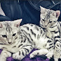 Bengal Cat Sisters