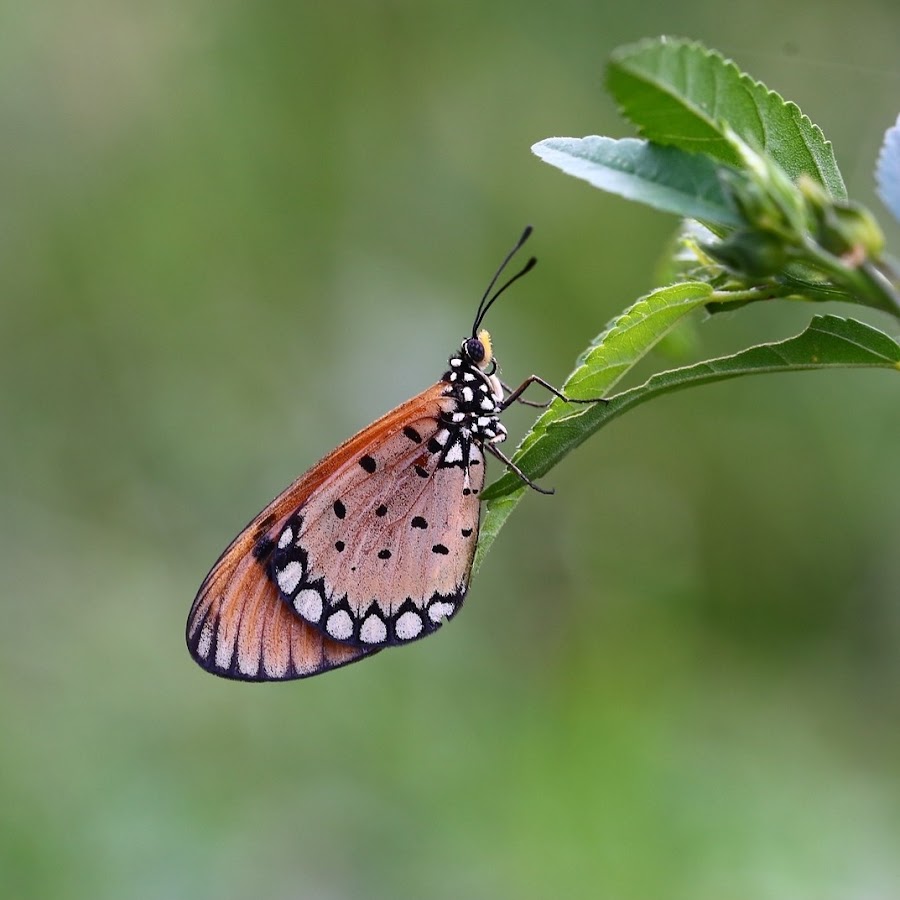 Food Garnishing YouTube