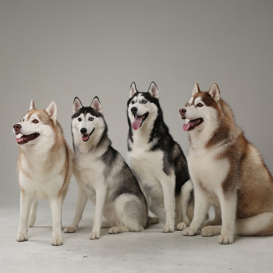 Husky Family 허스키 패밀리 YouTube