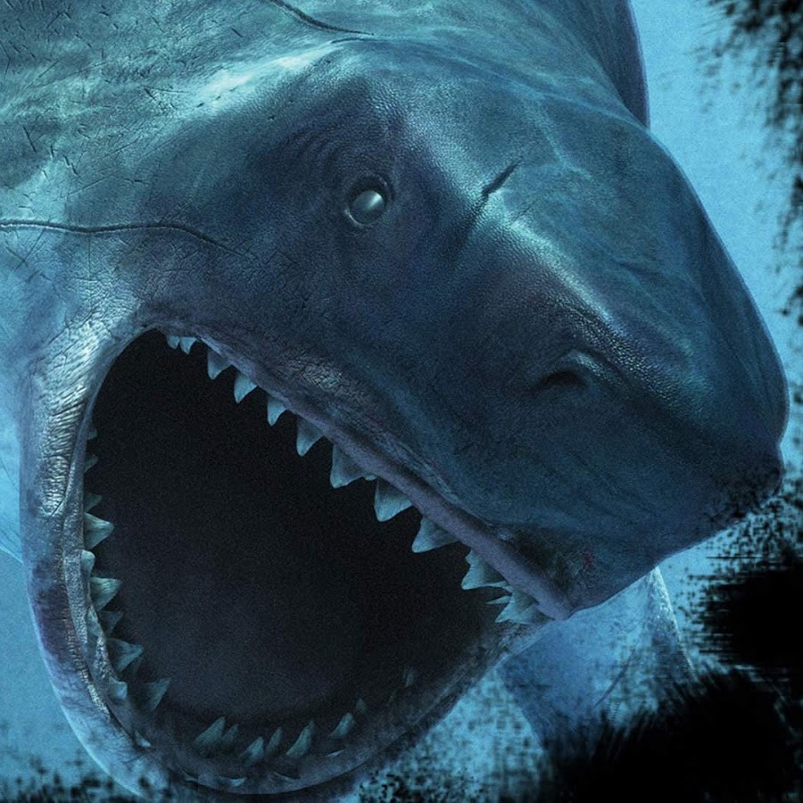 Акула мегалодон. Кархародон мегалодон. Мегалодон 100. Предок акулы мегалодон. Отодус мегалодон.