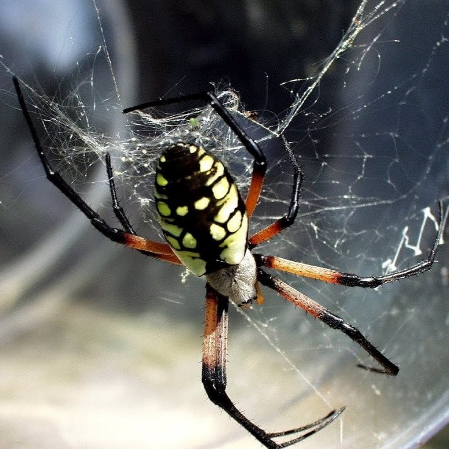 паук волк. мохнатый коричневый паук. желтый маленький паучок примета. нить паутины. к чему снятся пауки живые.