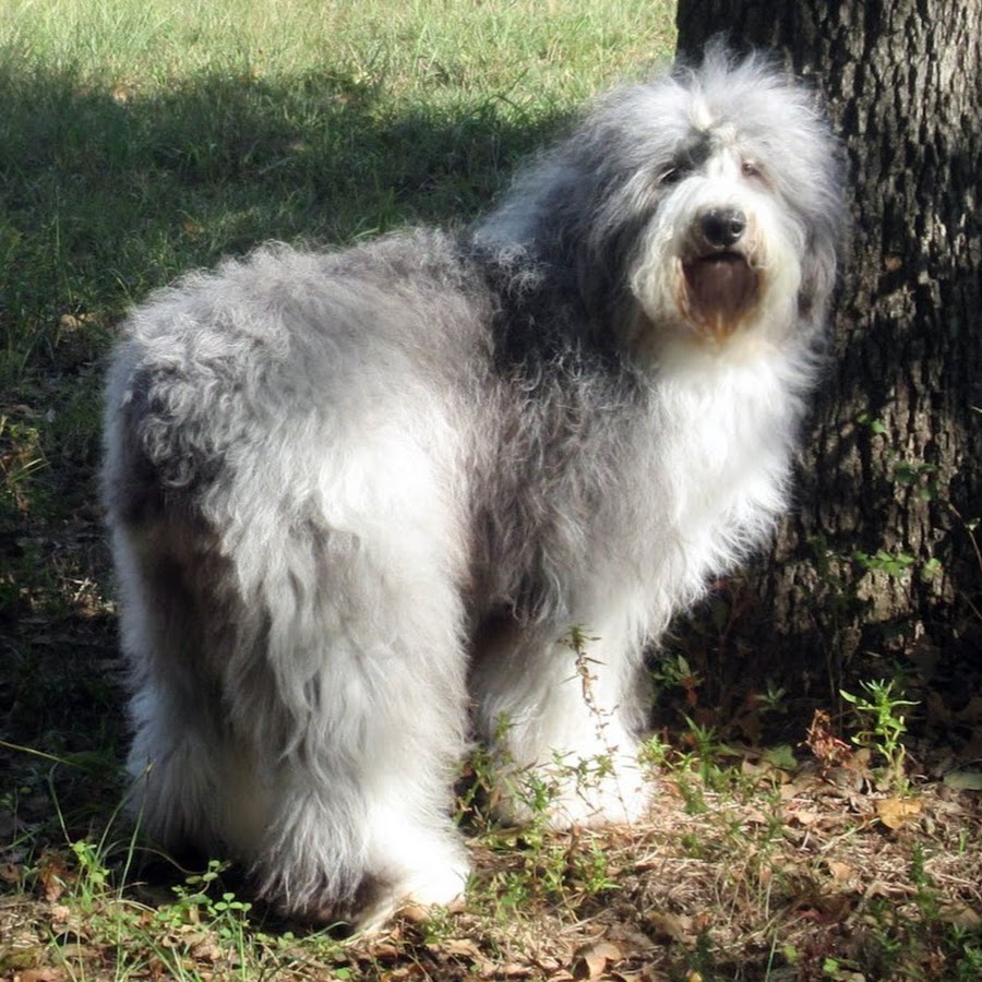 cottondogs - YouTube