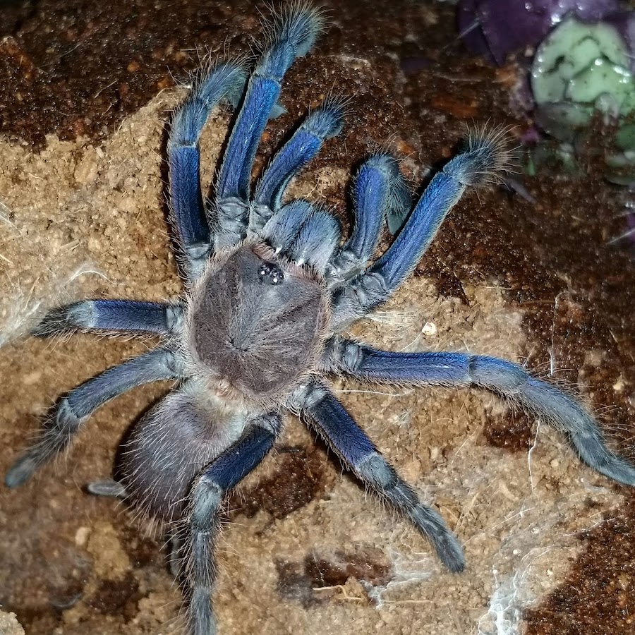 Tennessee Tarantula's YouTube