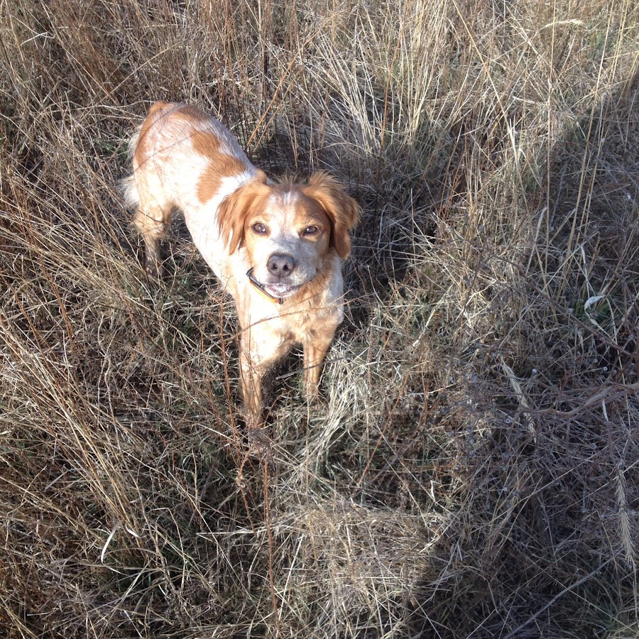 Ohio Upland Hunting 