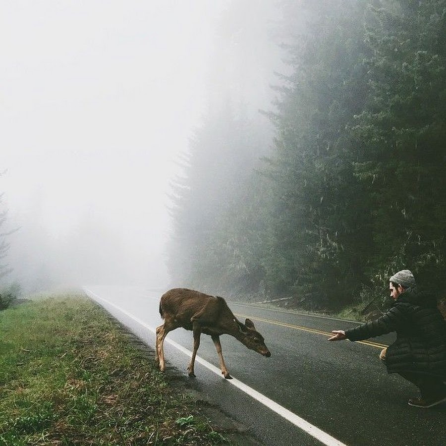 Лось в горах