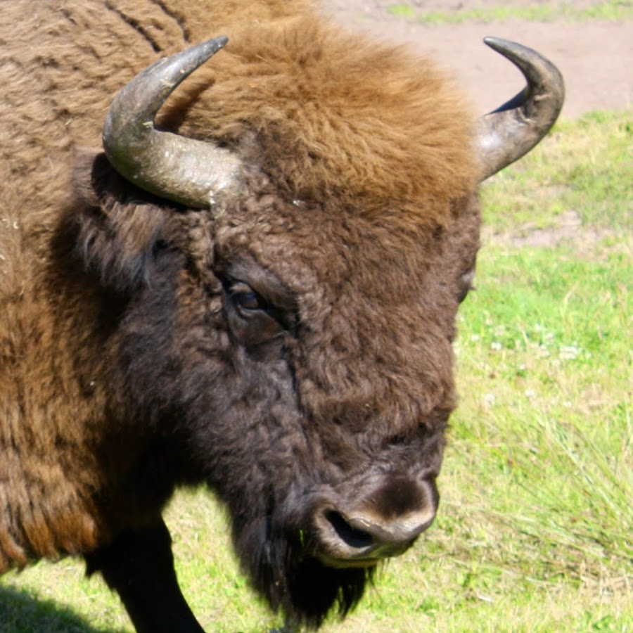 Bison D Europe En 4 Lettres Réserve des Bisons d'Europe - YouTube