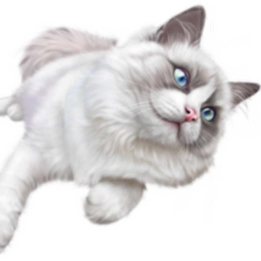 Котенок на прозрачном фоне