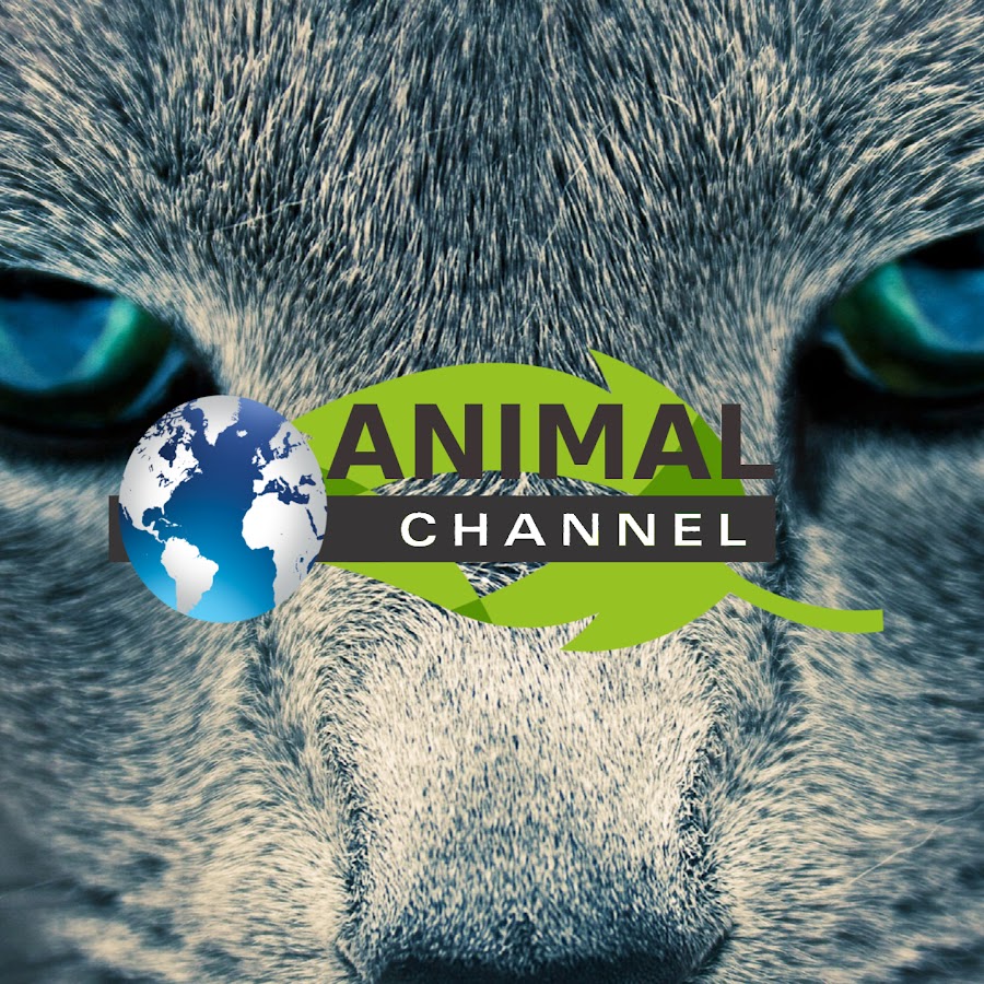 Animal channel YouTube