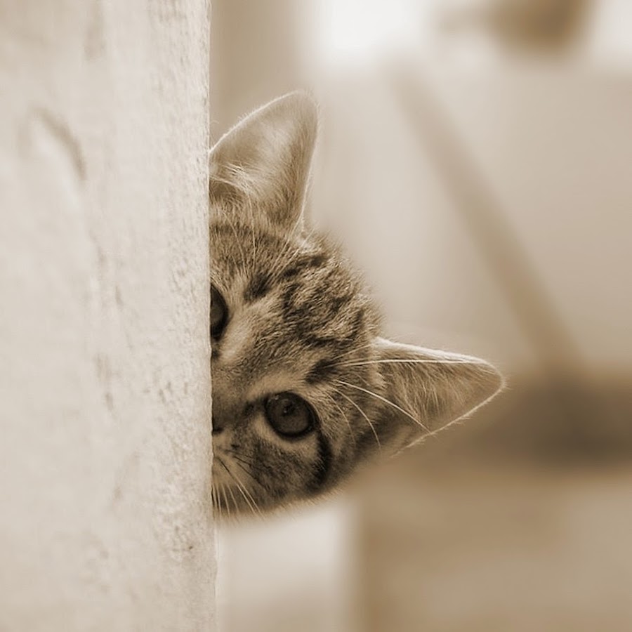 Картинка кота выглядывающего из за угла